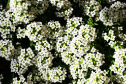 <span>landscaping (annual flowers) – &nbsp;&nbsp;&nbsp;&nbsp;&nbsp;</span>Alyssum