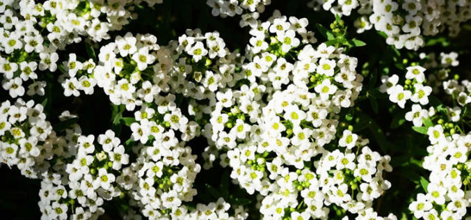 <span>landscaping (annual flowers) – &nbsp;&nbsp;&nbsp;&nbsp;&nbsp;</span>Alyssum