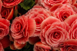 <span>landscaping (annual flowers) – &nbsp;&nbsp;&nbsp;&nbsp;&nbsp;</span>Begonia Flowers – The Flower of Royalty