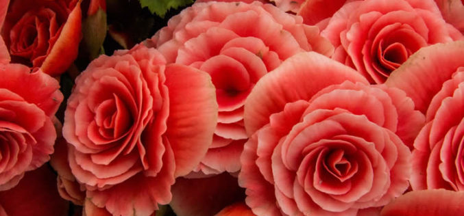 <span>landscaping (annual flowers) – &nbsp;&nbsp;&nbsp;&nbsp;&nbsp;</span>Begonia Flowers – The Flower of Royalty