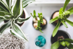The Best Indoor Plants For Creating Good Feng Shui