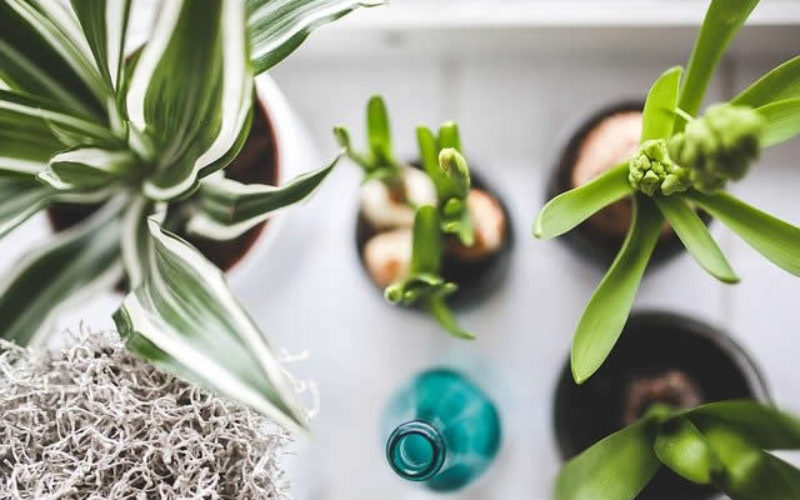 The Best Indoor Plants For Creating Good Feng Shui