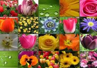 Garden Landscaping