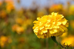 <span>landscaping (annual flowers) – &nbsp;&nbsp;&nbsp;&nbsp;&nbsp;</span>Marigold Flowers That Bloom in Summer