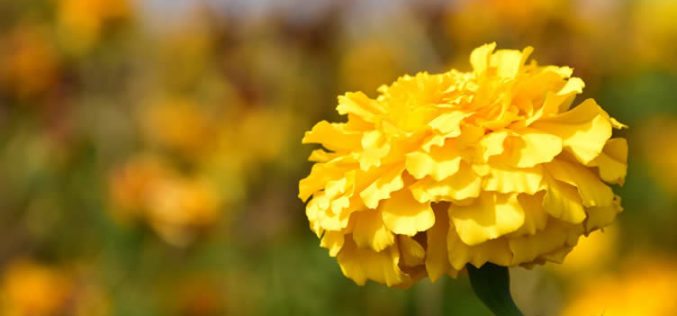 <span>landscaping (annual flowers) – &nbsp;&nbsp;&nbsp;&nbsp;&nbsp;</span>Marigold Flowers That Bloom in Summer