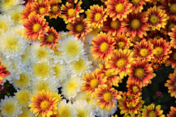 <span>landscaping (annual flowers) – &nbsp;&nbsp;&nbsp;&nbsp;&nbsp;</span>Chrysanthemum – Known As The Hardy Mum