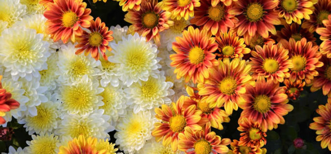 <span>landscaping (annual flowers) – &nbsp;&nbsp;&nbsp;&nbsp;&nbsp;</span>Chrysanthemum – Known As The Hardy Mum