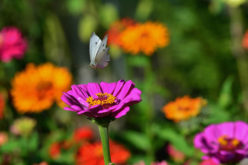 <span>landscaping (annual flowers) – &nbsp;&nbsp;&nbsp;&nbsp;&nbsp;</span>Zinnia
