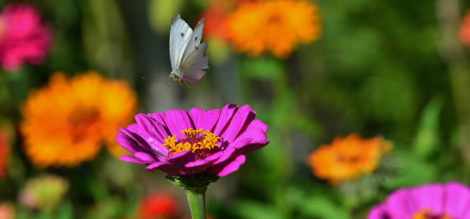 <span>landscaping (annual flowers) – &nbsp;&nbsp;&nbsp;&nbsp;&nbsp;</span>Zinnia