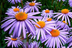 <span>landscaping (annual flowers) – &nbsp;&nbsp;&nbsp;&nbsp;&nbsp;</span>Colorful Asters