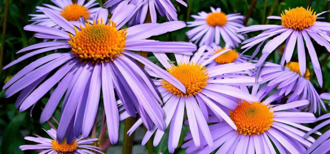 <span>landscaping (annual flowers) – &nbsp;&nbsp;&nbsp;&nbsp;&nbsp;</span>Colorful Asters
