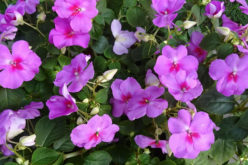<span>landscaping (annual flowers) – &nbsp;&nbsp;&nbsp;&nbsp;&nbsp;</span>Impatiens