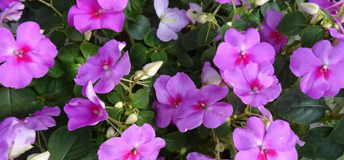 <span>landscaping (annual flowers) – &nbsp;&nbsp;&nbsp;&nbsp;&nbsp;</span>Impatiens