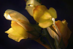 <span>landscaping (annual flowers) – &nbsp;&nbsp;&nbsp;&nbsp;&nbsp;</span>Here Come the Snapdragons