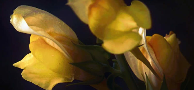 <span>landscaping (annual flowers) – &nbsp;&nbsp;&nbsp;&nbsp;&nbsp;</span>Here Come the Snapdragons