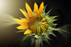 <span>landscaping (annual flowers) – &nbsp;&nbsp;&nbsp;&nbsp;&nbsp;</span>Sunflower – Sun Loving Giants