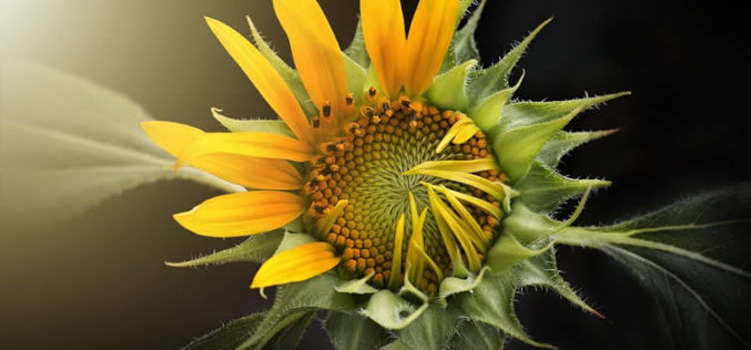 <span>landscaping (annual flowers) – &nbsp;&nbsp;&nbsp;&nbsp;&nbsp;</span>Sunflower – Sun Loving Giants