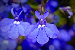 <span>landscaping (annual flowers) – &nbsp;&nbsp;&nbsp;&nbsp;&nbsp;</span>Lobelia