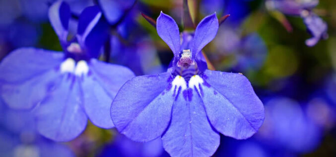 <span>landscaping (annual flowers) – &nbsp;&nbsp;&nbsp;&nbsp;&nbsp;</span>Lobelia