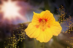 <span>landscaping (annual flowers) – &nbsp;&nbsp;&nbsp;&nbsp;&nbsp;</span>Nasturtium