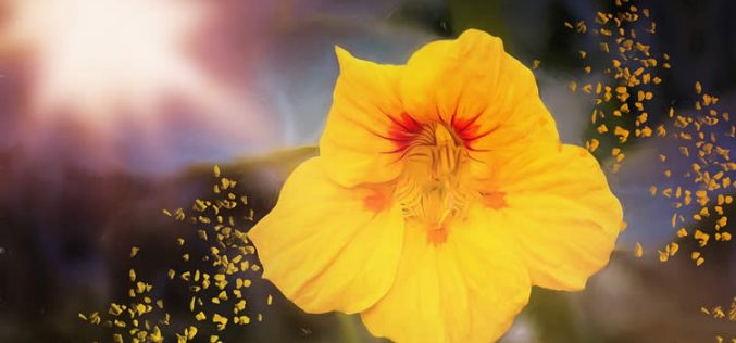 <span>landscaping (annual flowers) – &nbsp;&nbsp;&nbsp;&nbsp;&nbsp;</span>Nasturtium