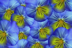 <span>landscaping (annual flowers) – &nbsp;&nbsp;&nbsp;&nbsp;&nbsp;</span>Pansy