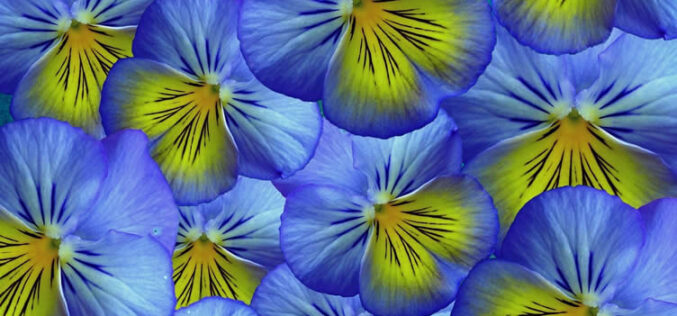 <span>landscaping (annual flowers) – &nbsp;&nbsp;&nbsp;&nbsp;&nbsp;</span>Pansy