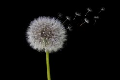 On Windy Days – How to Enjoy, Harness and Protect