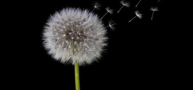 On Windy Days – How to Enjoy, Harness and Protect