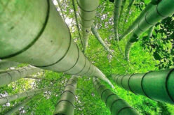 4 Ways to Increase Biodiversity on Your Property