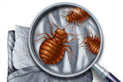 Bed Bug Cleaning and Removal