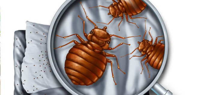 Bed Bug Cleaning and Removal