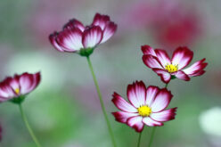 <span>landscaping (annual flowers) – &nbsp;&nbsp;&nbsp;&nbsp;&nbsp;</span>Cosmos