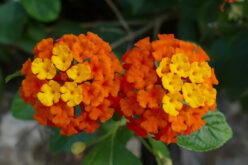 <span>landscaping (annual flowers) – &nbsp;&nbsp;&nbsp;&nbsp;&nbsp;</span>Verbena