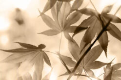 Types of Maple Trees for Your Landscape Planning