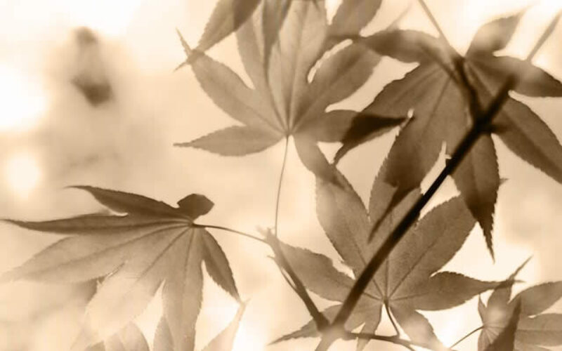 maple trees