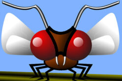 The Backyard Mosquito – Our Favorite Outdoor Pet