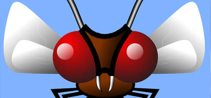 The Backyard Mosquito – Our Favorite Outdoor Pet