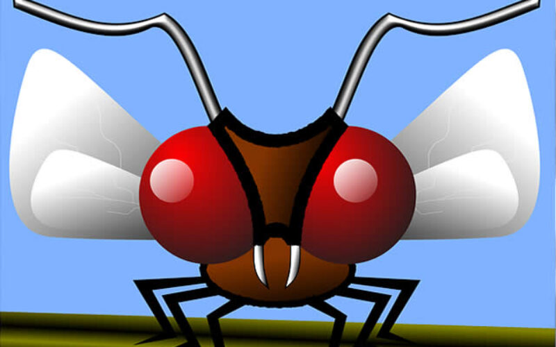 The Backyard Mosquito – Our Favorite Outdoor Pet