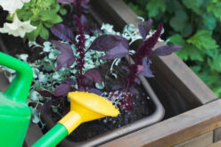 Adding Some Color to Your Porch Entry