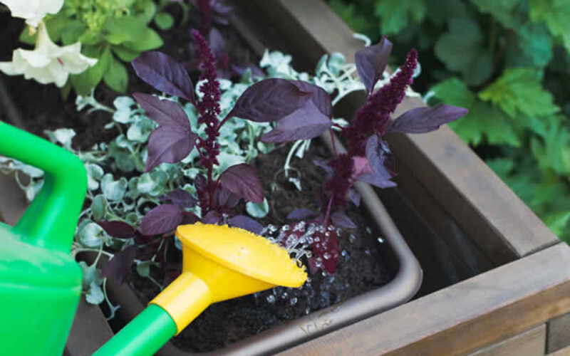 Adding Some Color to Your Porch Entry