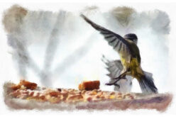 Hey Birdie, Birdie – Welcome To My Backyard