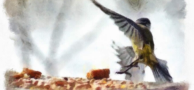 Hey Birdie, Birdie – Welcome To My Backyard
