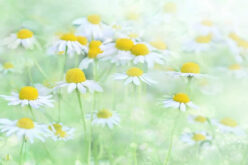 How To Choose The Best Plants For Your Garden