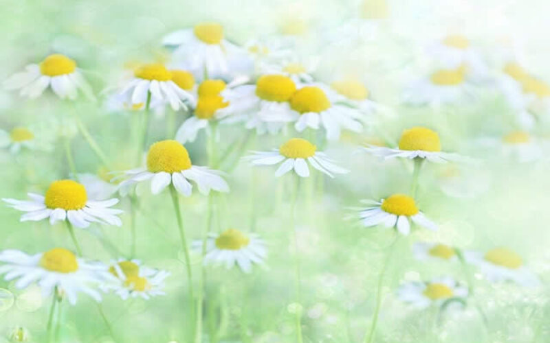 How To Choose The Best Plants For Your Garden