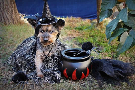 type of halloween costume