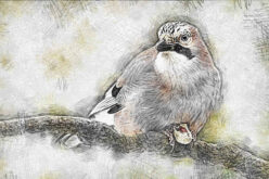 Taking Care of the Winter Birds