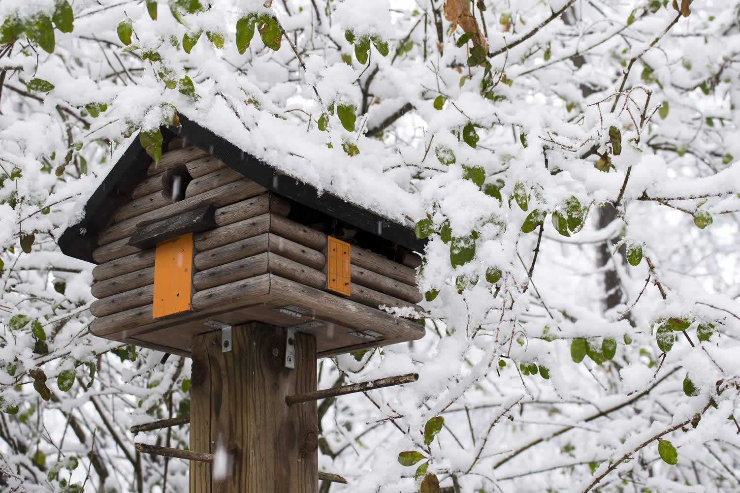 winter birds