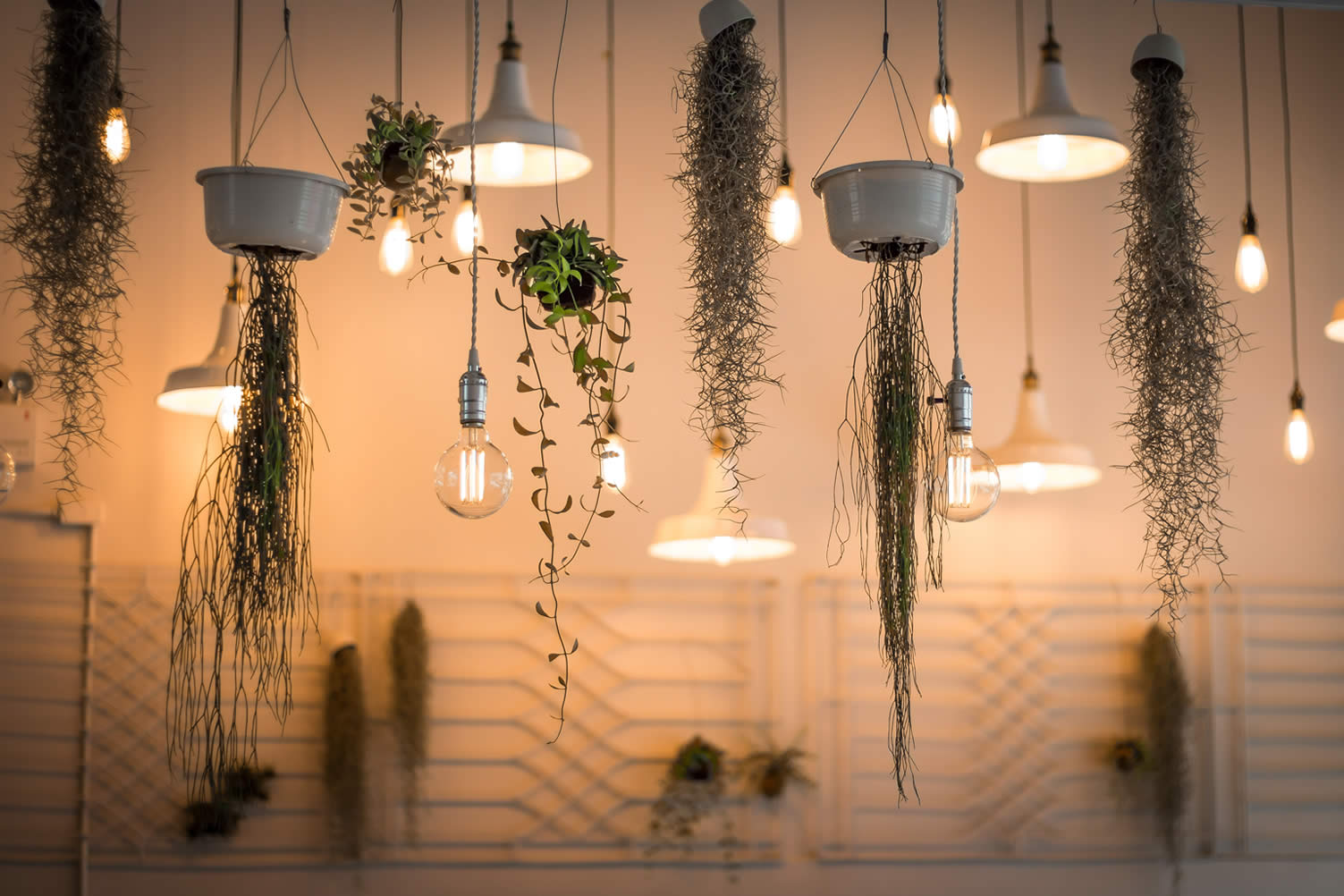 make your first apartment cozy