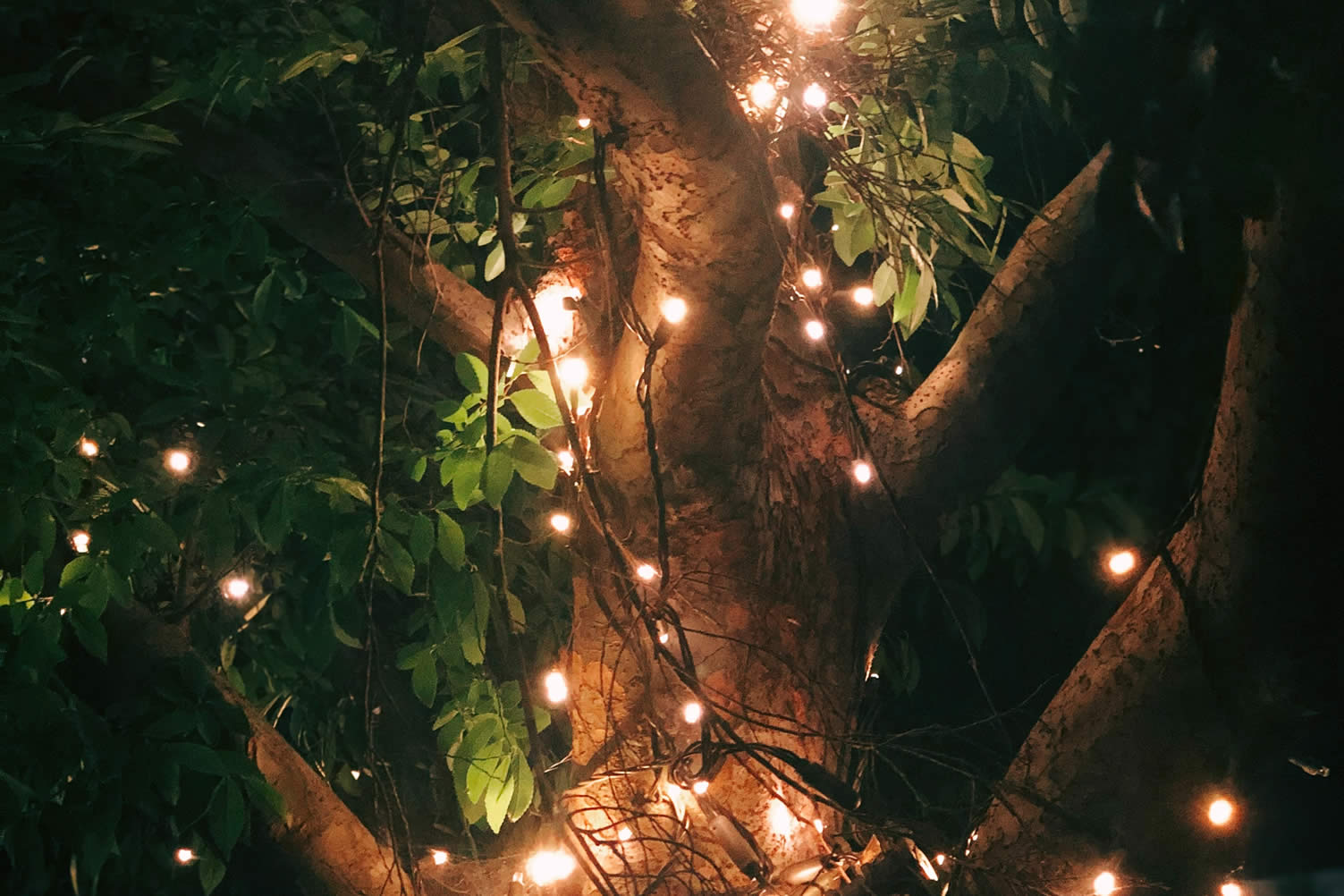 decorate home with holiday lighting